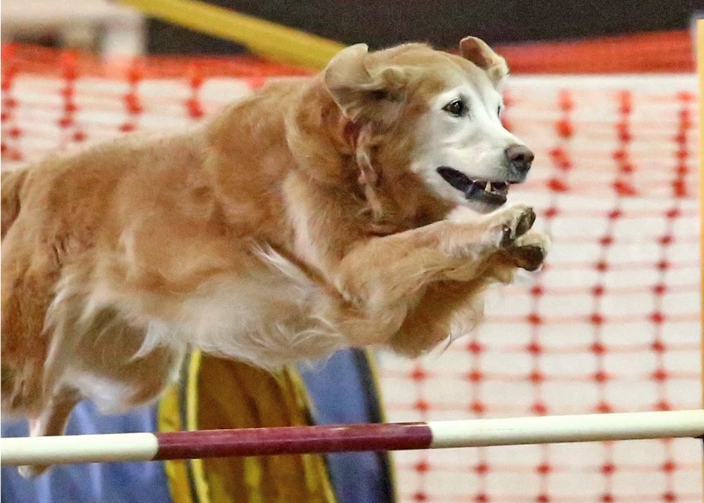 Derby_Deb Leach_agility at 12