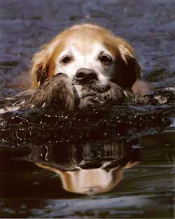 Water Retrieve